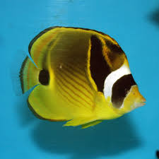 Chaetodon Lunula